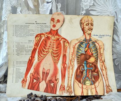 Gedeelte oud medisch studieboek over lichaam met papieren modellen